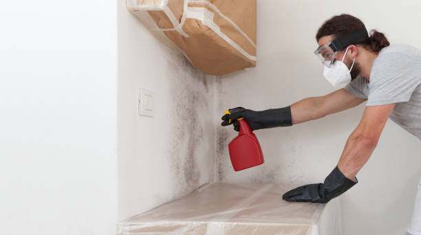 Professional Basement Mold Remediation technician working in Middleburg, PA