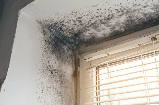 Affordable Basement Mold Remediation solutions in Middleburg, PA